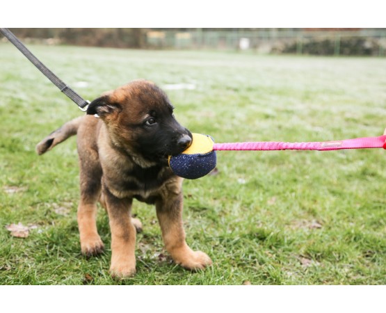 Minge expander material francez caini