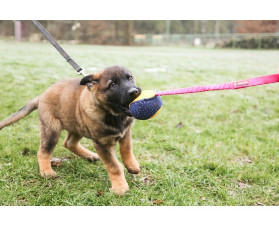 Minge expander material francez caini