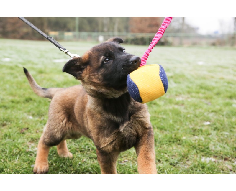 Minge expander material francez caini