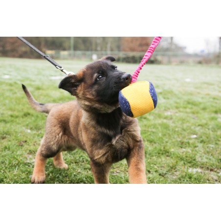 Minge expander material francez caini