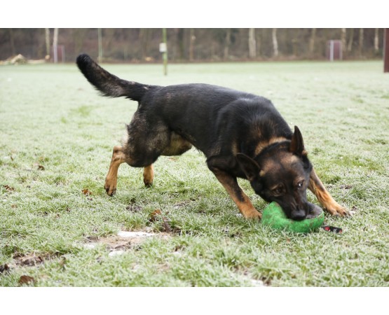 Minge material francez caine