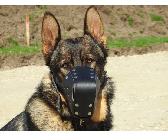 Botnita profesionala piele  Malinois & Ciobanesc German
