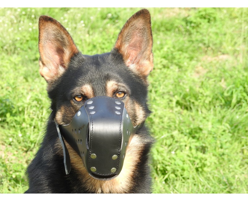 Botnita profesionala piele  Malinois & Ciobanesc German