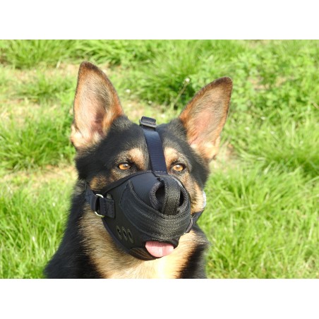 Botnita profesionala malinois mascul & femela ciobanesc german