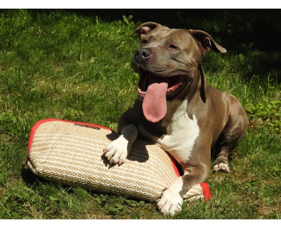 Manson scurt profesional dresaj iuta