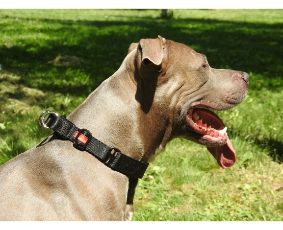 Zgarda pentru dresaj