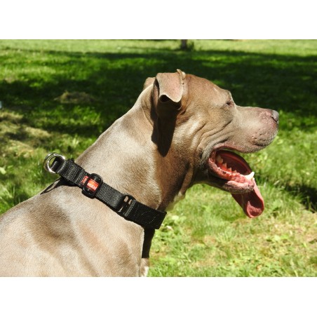 Zgarda pentru dresaj