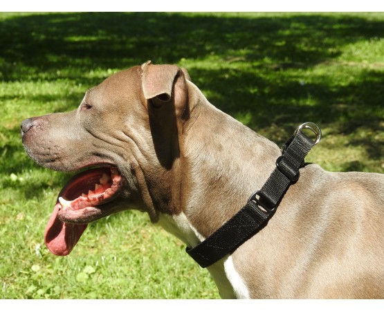 Zgarda pentru dresaj