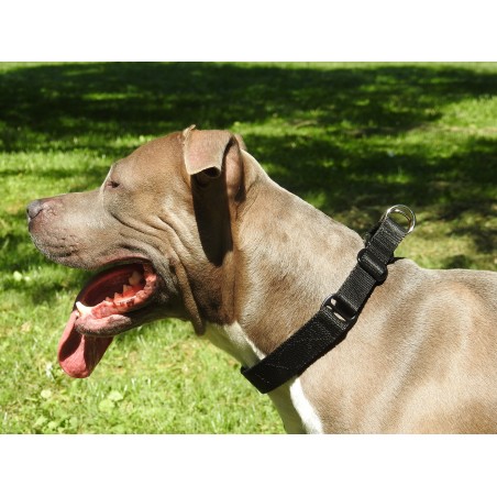 Zgarda pentru dresaj