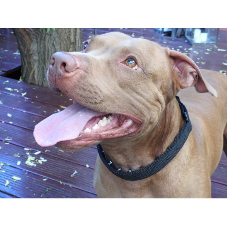 Zgarda pentru dresaj