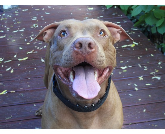 Zgarda pentru dresaj