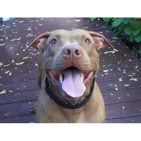 Zgarda pentru dresaj