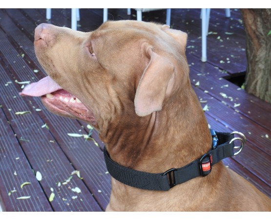 Zgarda pentru dresaj