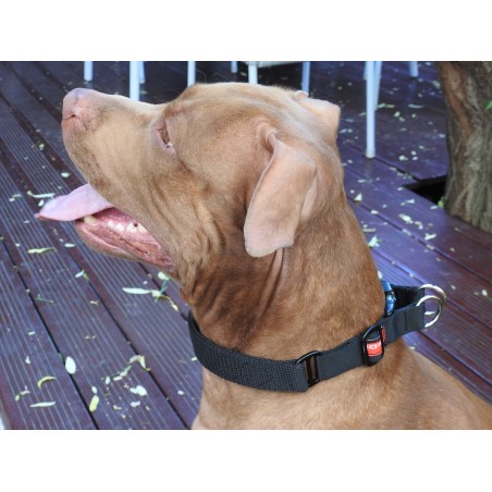 Zgarda pentru dresaj