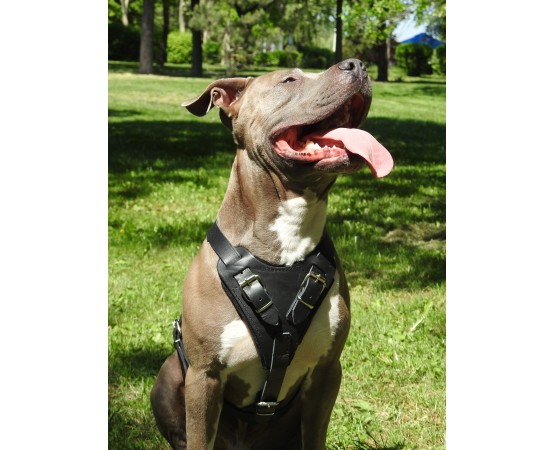 Ham profesional de lucru pentru caini confectionat din piele