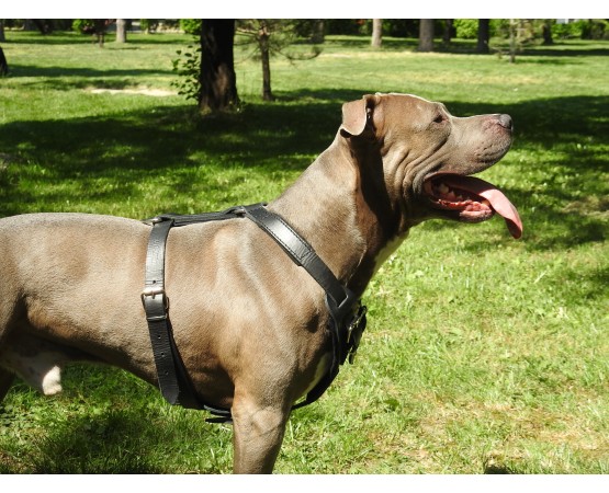 Ham profesional de lucru pentru caini confectionat din piele