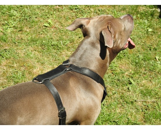 Ham profesional de lucru pentru caini confectionat din piele