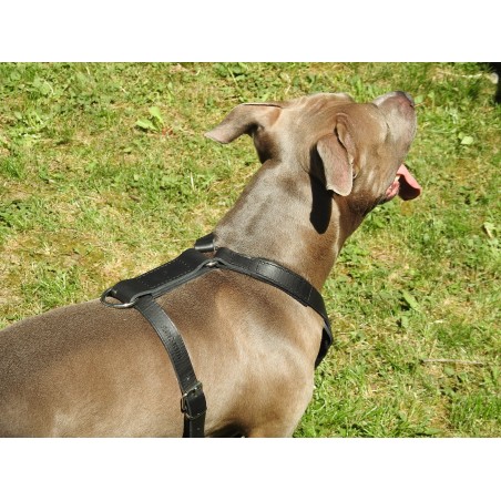 Ham profesional de lucru pentru caini confectionat din piele