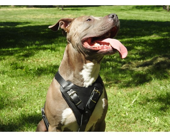 Ham profesional de lucru pentru caini confectionat din piele