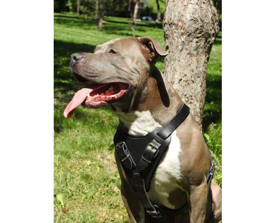 Ham profesional de lucru pentru caini confectionat din piele