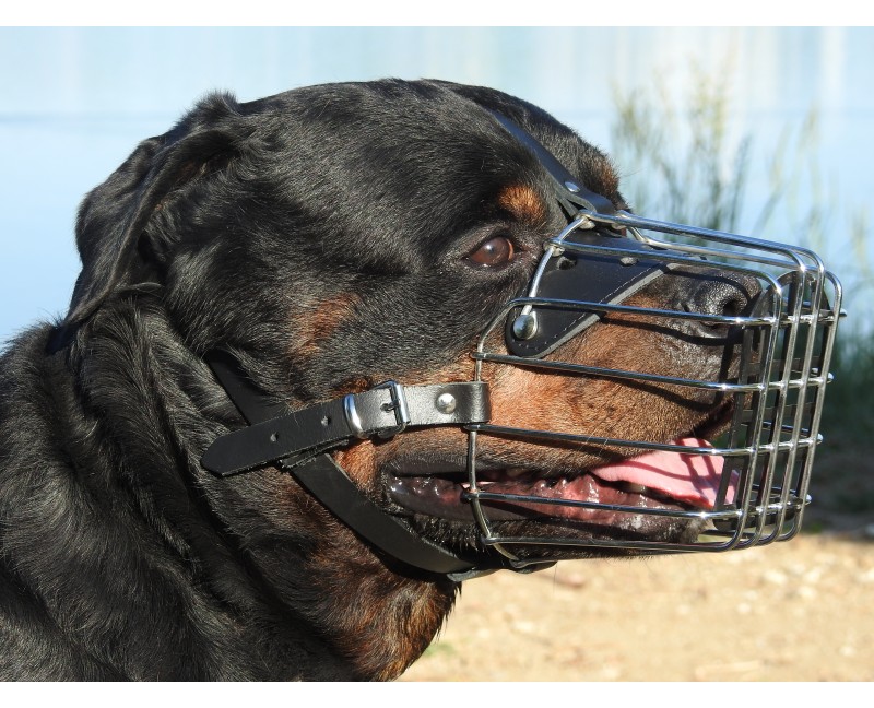 Botnita Rottweiler & Dog German