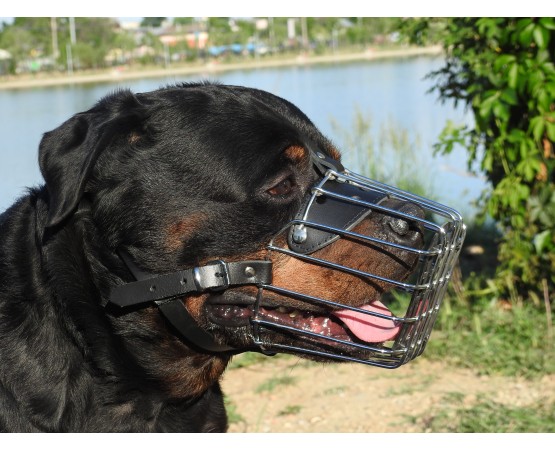 Botnita Rottweiler & Dog German