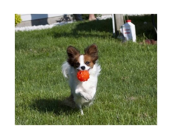 Jucarie interactiva pentru caini Jolly Jumper