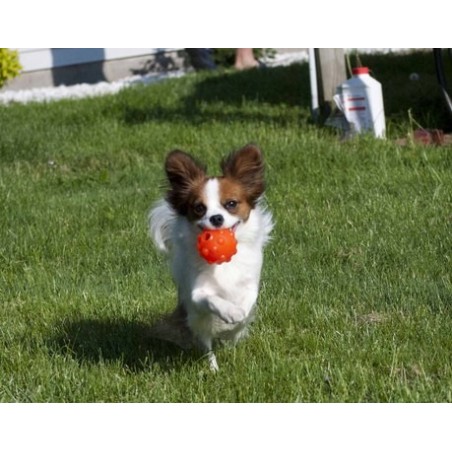 Jucarie interactiva pentru caini Jolly Jumper