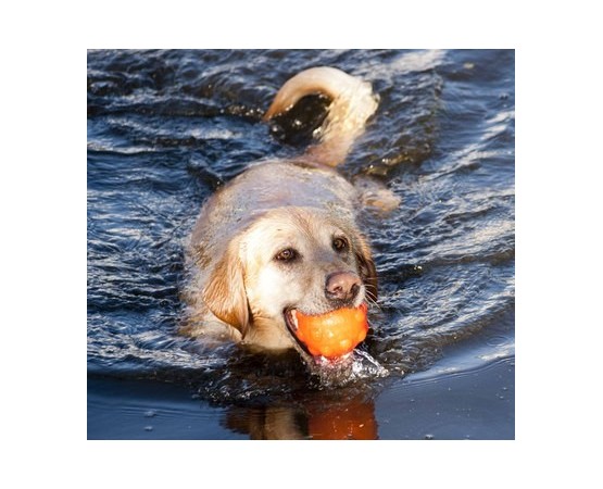 Jucarie interactiva pentru caini Jolly Jumper