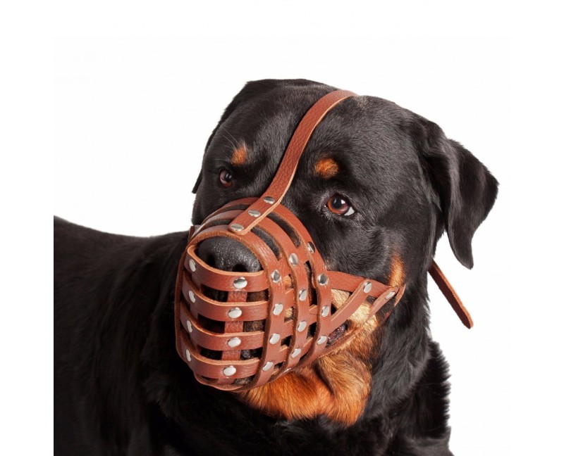 Botnita piele naturala pentru Mastino , Bullmastiff , Rottweiler talie mare . Sara Dog