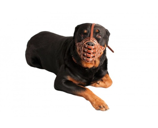 Botnita piele naturala pentru Mastino , Bullmastiff , Rottweiler talie mare . Sara Dog