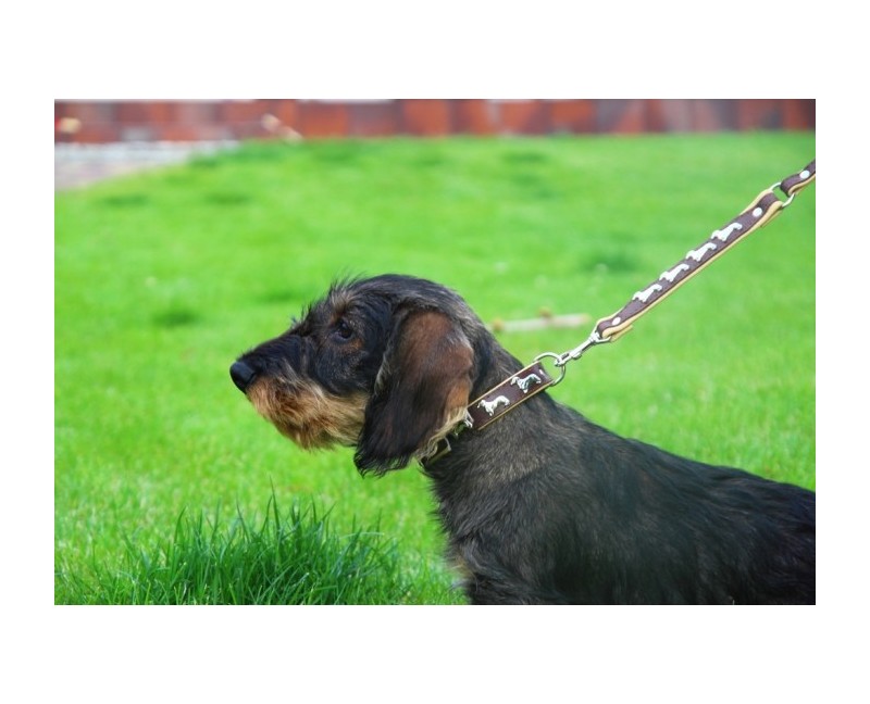 Zgarda lux Teckel ( Dachshund )