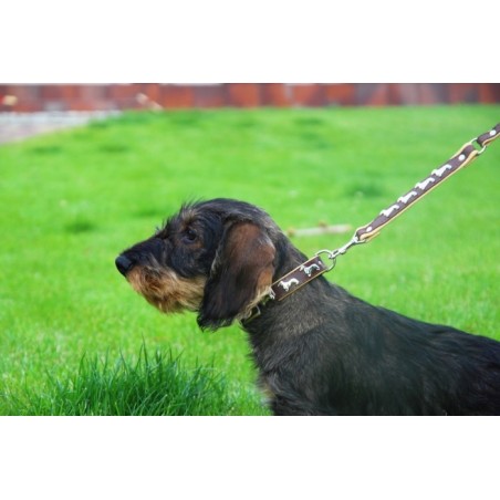 Zgarda lux Teckel ( Dachshund )