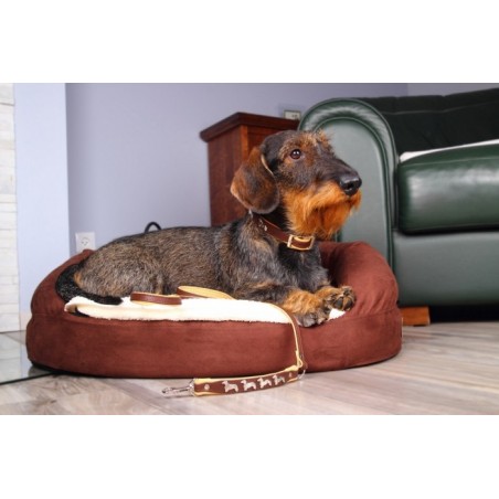 Zgarda lux Teckel ( Dachshund )