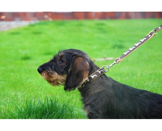 Zgarda lux Teckel ( Dachshund )