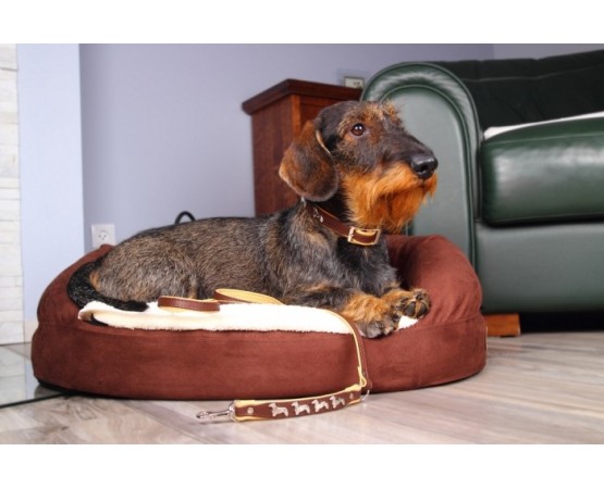 Zgarda lux Teckel ( Dachshund )