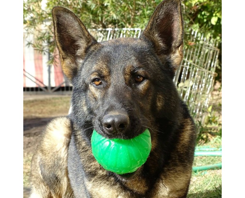 Minge pentru caini Treat Dispensing Chew Ball Academia Starmark