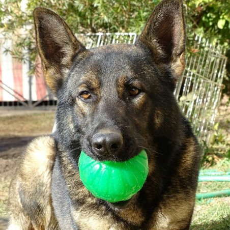 Minge pentru caini Treat Dispensing Chew Ball Academia Starmark