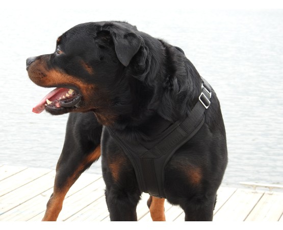 Ham profesional pentru caini