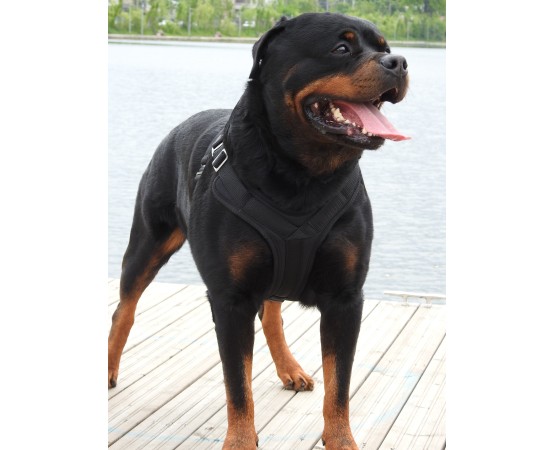 Ham profesional pentru caini