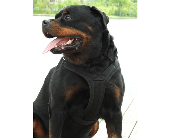 Ham profesional pentru caini