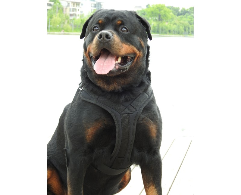 Ham profesional pentru caini