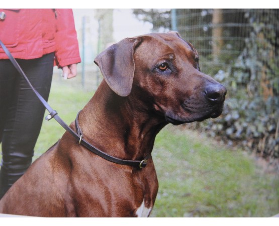 Lesa cu zgarda din piele pentru caini Hands Free