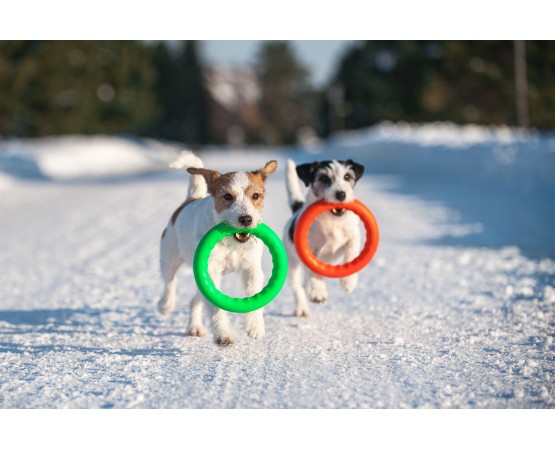 Jucarie caini Pitch Dog