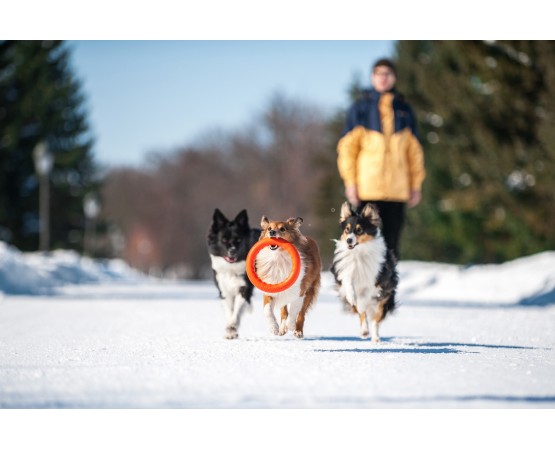 Jucarie caini Pitch Dog