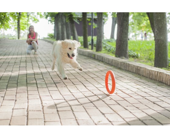 Jucarie caini Pitch Dog