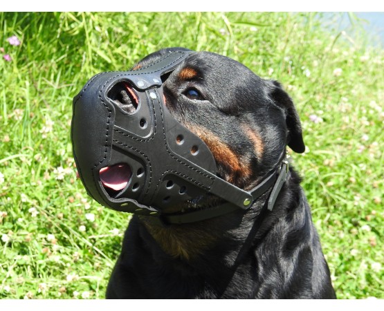 Botnita profesionala pentru Rottweiler confectionata din piele naturala