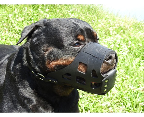 Botnita din piele pentru Rottweiler