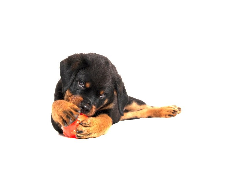 Jucarie interactiva pentru caini Jolly Jumper