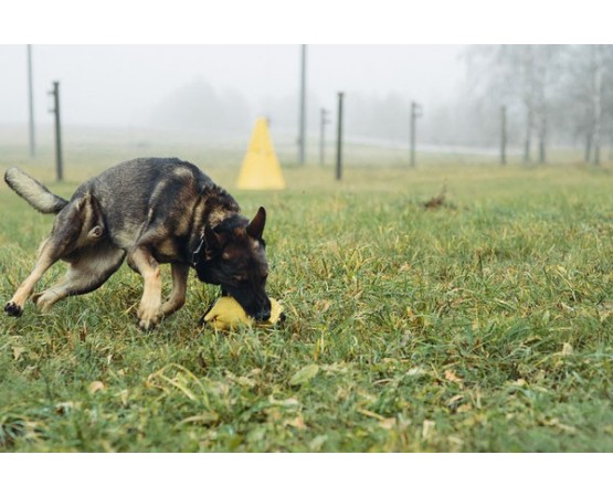 Perna de muscatura pentru dresaj canin , din material francez